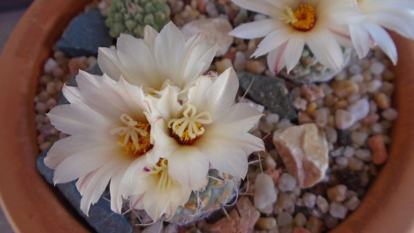 Strombocactus disciformis & Strombocactus disciformis ssp. jarmillae, Jalpan Mx. - Cactusi 2020 evolutie primavara