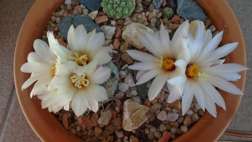 Strombocactus disciformis & Strombocactus disciformis ssp. jarmillae, Jalpan Mx. - Cactusi 2020 evolutie primavara