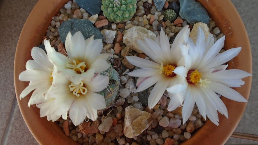 Strombocactus disciformis & Strombocactus disciformis ssp. jarmillae, Jalpan Mx. - Cactusi 2020 evolutie primavara