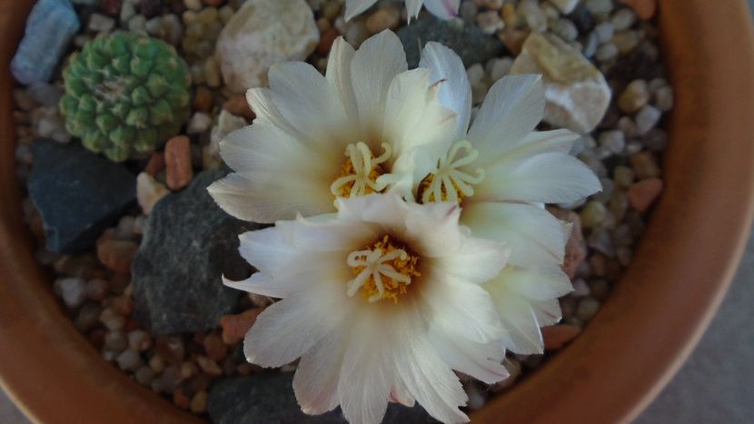 Strombocactus disciformis & Strombocactus disciformis ssp. jarmillae, Jalpan Mx. - Cactusi 2020 evolutie primavara