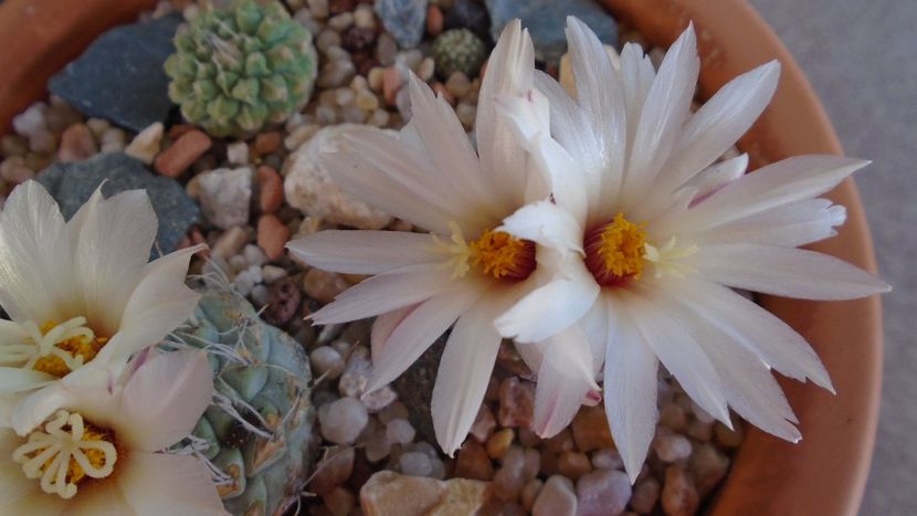 Strombocactus disciformis & Strombocactus disciformis ssp. jarmillae, Jalpan Mx. - Cactusi 2020 evolutie primavara