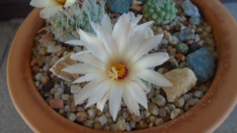 Strombocactus disciformis & Strombocactus disciformis ssp. jarmillae, Jalpan Mx. - Cactusi 2020 evolutie primavara