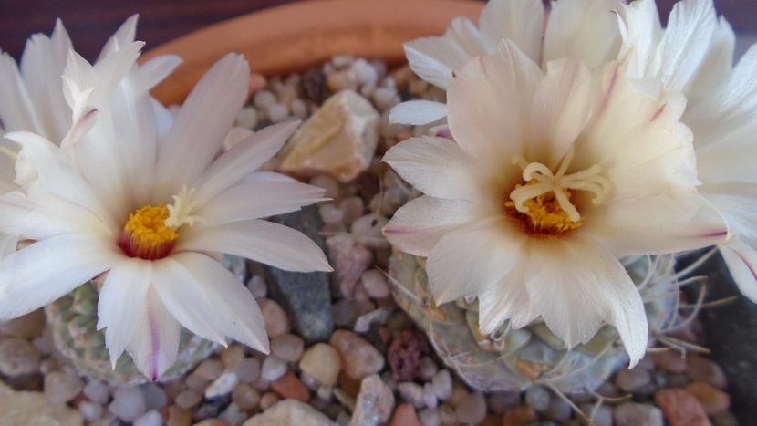 Strombocactus disciformis & Strombocactus disciformis ssp. jarmillae, Jalpan Mx. - Cactusi 2020 evolutie primavara