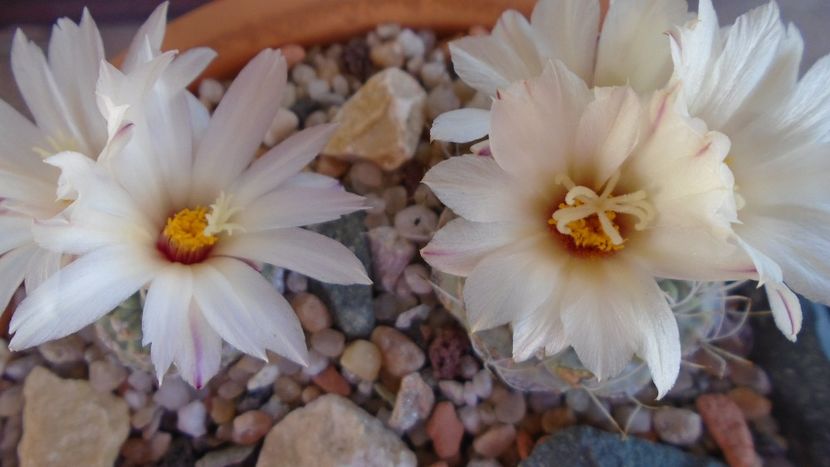 Strombocactus disciformis & Strombocactus disciformis ssp. jarmillae, Jalpan Mx. - Cactusi 2020 evolutie primavara