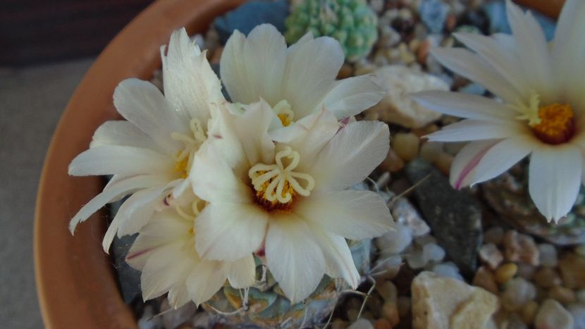 Strombocactus disciformis & Strombocactus disciformis ssp. jarmillae, Jalpan Mx. - Cactusi 2020 evolutie primavara