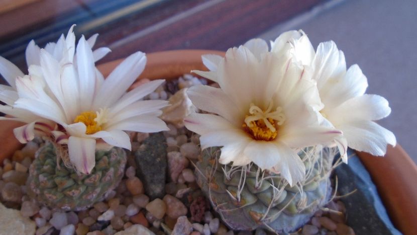 Strombocactus disciformis & Strombocactus disciformis ssp. jarmillae, Jalpan Mx. - Cactusi 2020 evolutie primavara