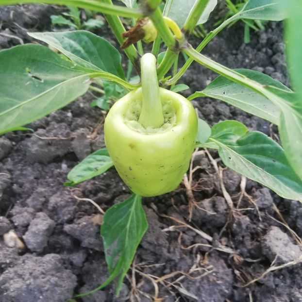  - 0 0-2020-2023 curtea cu toate cele!