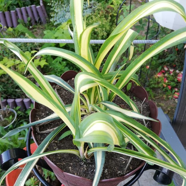  - 0 0-2020-2023 curtea cu toate cele!