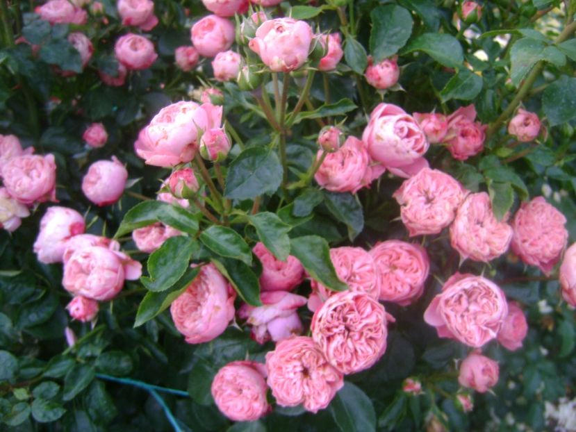  - Playful rokoko Tantau-2020