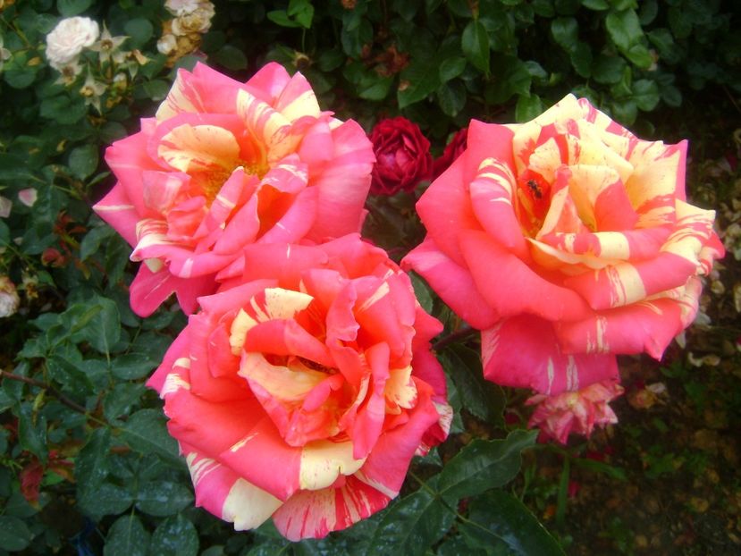  - Meli-Melo Pierre Orard