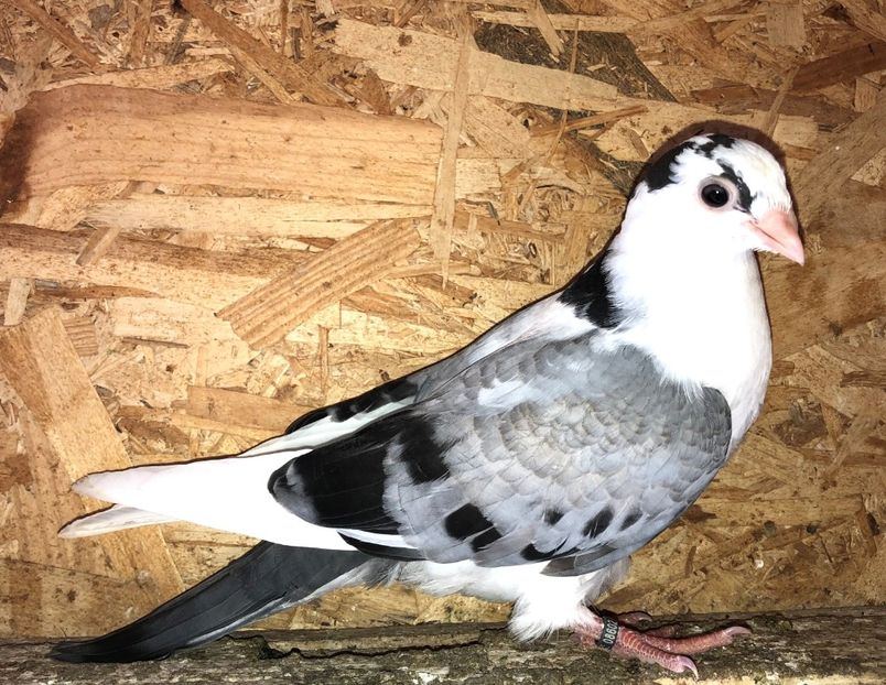 8602  femelă  2020_2 - tineret 2020