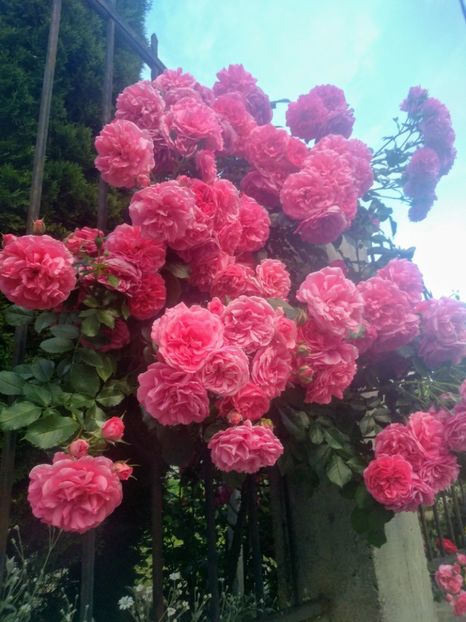 rosarium uetersen - Trandafiri 2020