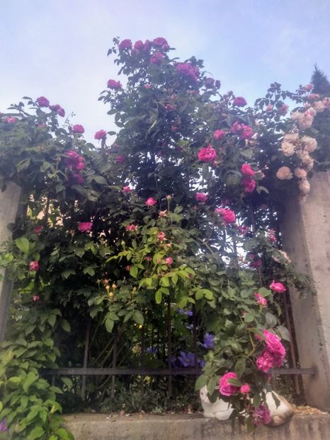 reine des violettes si rose de tolbiac - Trandafiri 2020