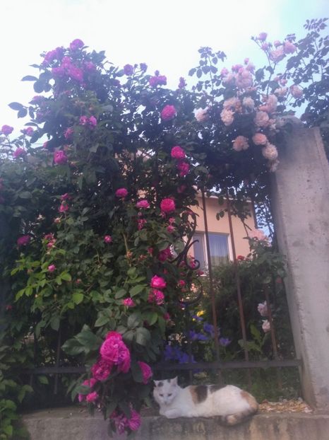 reine des violettes si rose de tolbiac - Trandafiri 2020