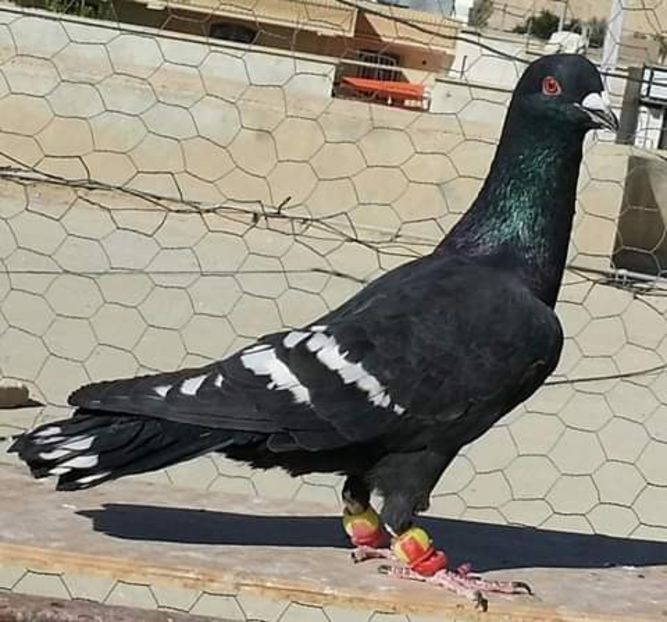  - NU AMI APARTIN 2020