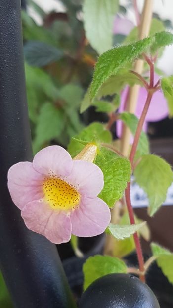 Sunburst - Achimenes 2020