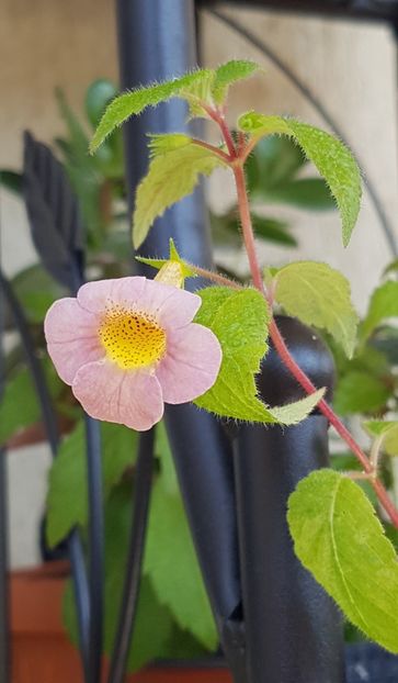 Sunburst - Achimenes 2020