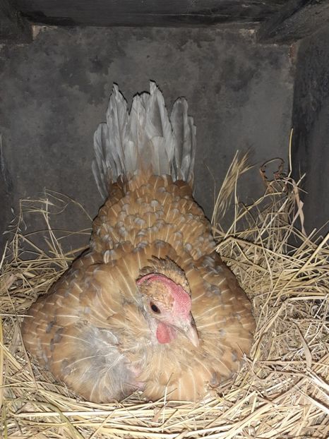 11 ouă de găini pitice - Closti pitice