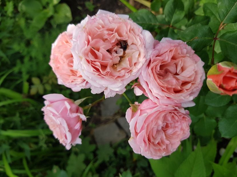 Laurent cabral - Trandafiri 20 Ii