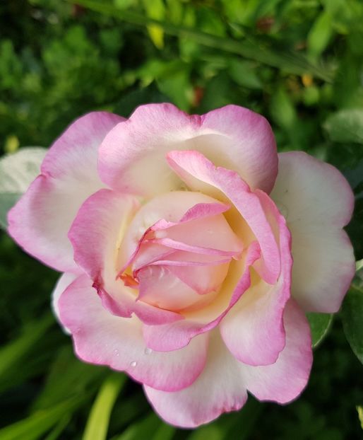 Elle - Trandafiri 20 Ii