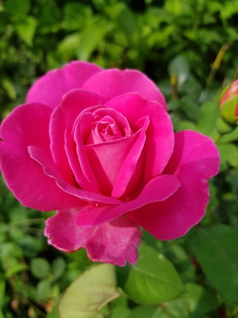 Gm - Trandafiri 20 Ii