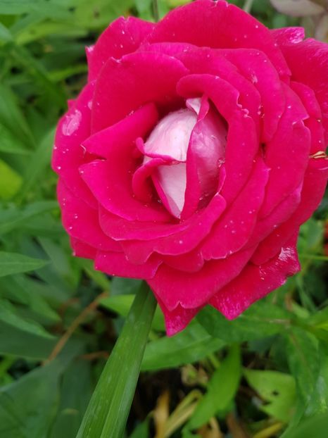 Nr - Trandafiri 20 Ii