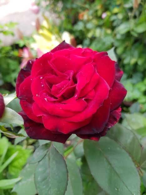 Black - Trandafiri 20 Ii