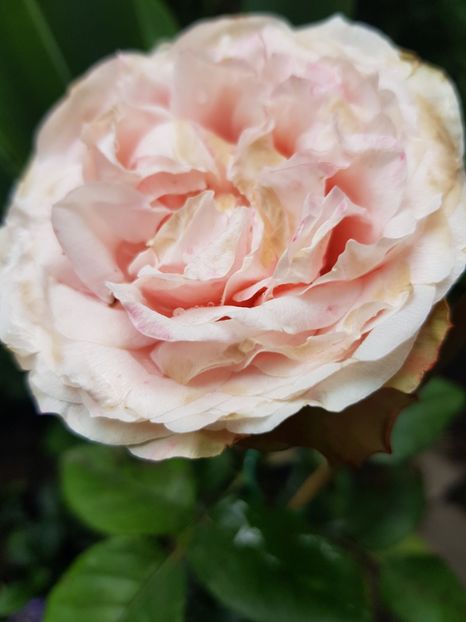 Nr.87 - Trandafiri 20 Ii