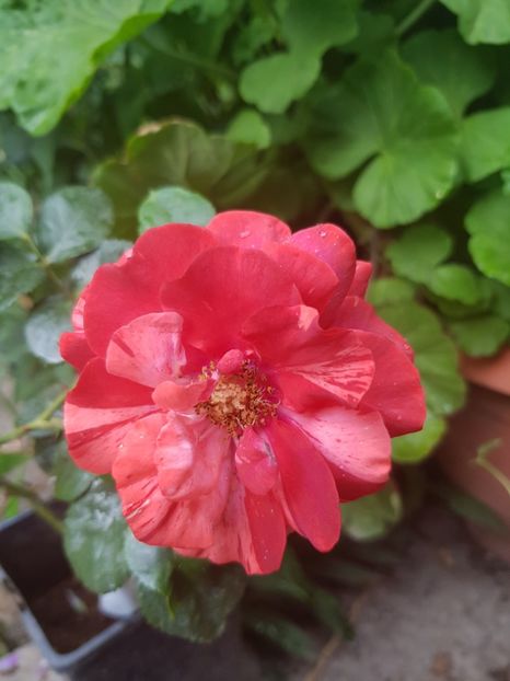 A 57 - Trandafiri 20 Ii