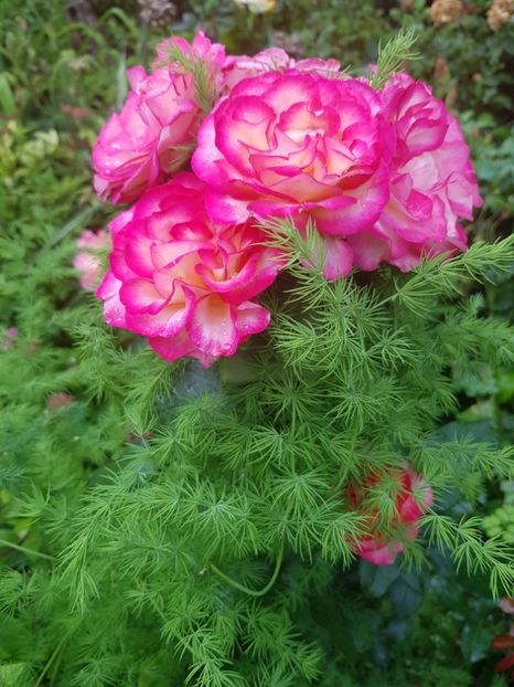 Leo - Trandafiri 20 Ii