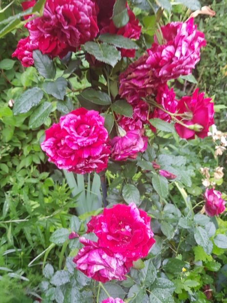 Deep - Trandafiri 20 Ii