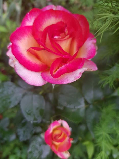 Leo - Trandafiri 20 Ii