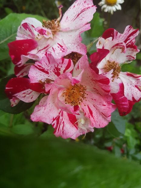 Fourth  of july - Trandafiri 20 Ii