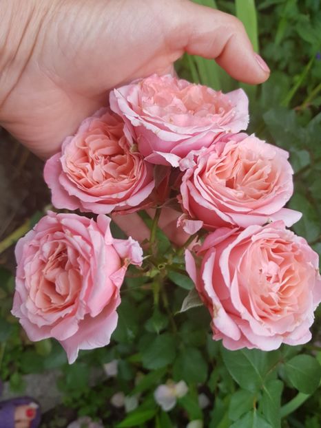 Laurent - Trandafiri 20 Ii