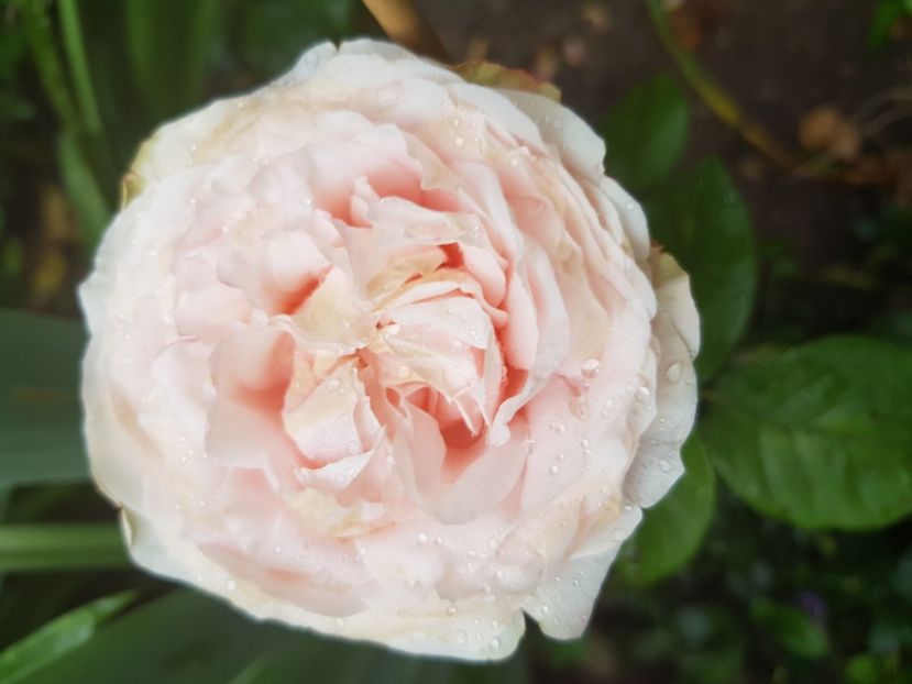 Nr.87 - Trandafiri 20 Ii