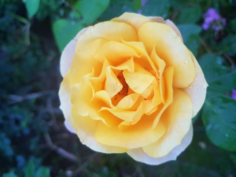 Remy - Trandafiri 20 Ii