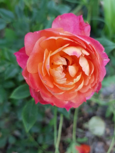 Brioșă - Trandafiri 20 Ii