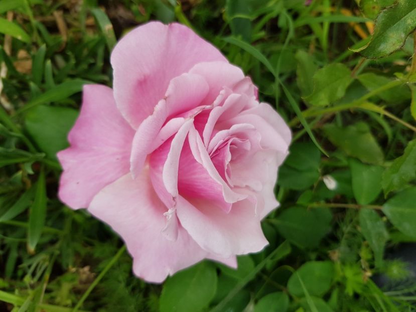 Parfum de liberte - Trandafiri 20 Ii