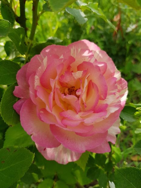 Marc chagal - Trandafiri 20 Ii