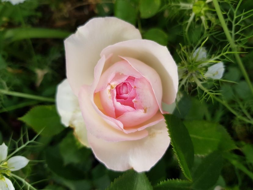 Eden rose - Trandafiri 20 Ii