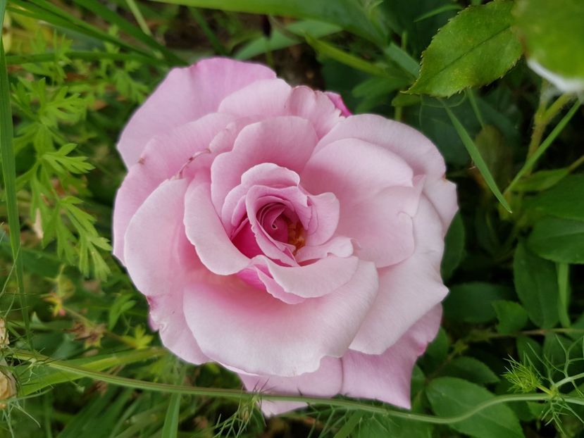 Parfum de liberte - Trandafiri 20 Ii