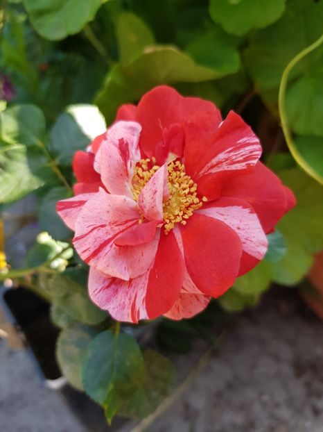 A 57 - Trandafiri 20 Ii