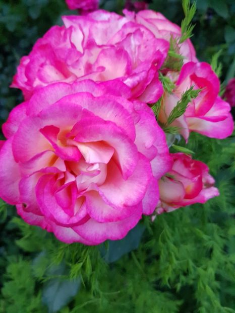 Leo - Trandafiri 20 Ii