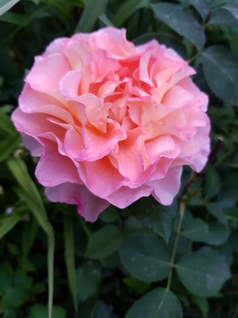 Augusta - Trandafiri 20 Ii