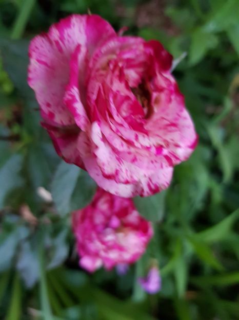 Nr - Trandafiri 20 Ii