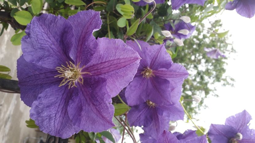  - Talmeș balmeș 2020