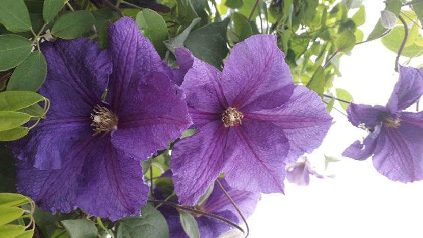  - Talmeș balmeș 2020