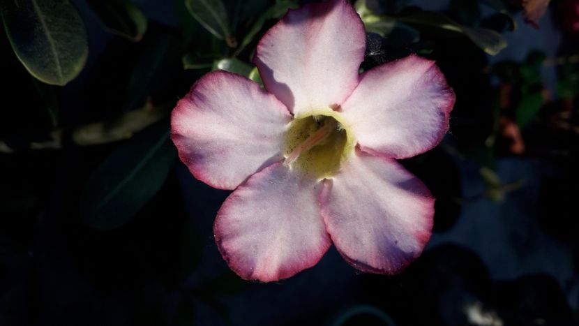  - Talmeș balmeș 2020