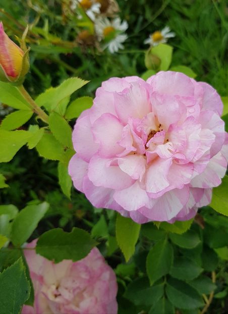 Arc chagal - Trandafiri 20 Ii