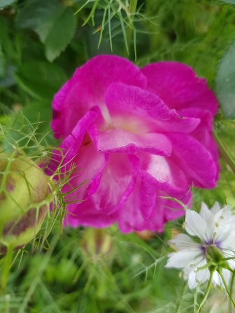 Iuta the blue - Trandafiri 20 Ii